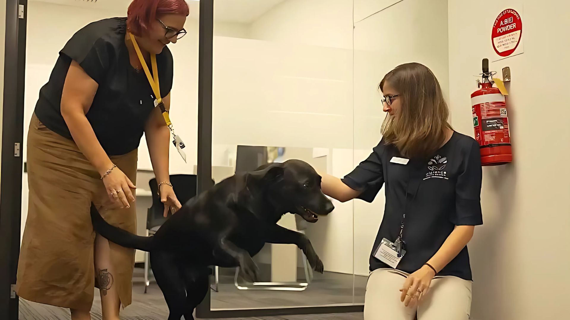 GRainger the guide dog playing with Ben's colleagues.